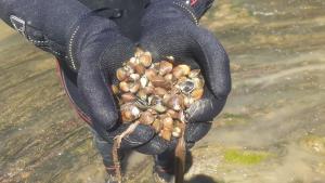 Un informe de la CHD detecta 108 especies invasoras de flora y 20 de fauna en la cuenca del Duero